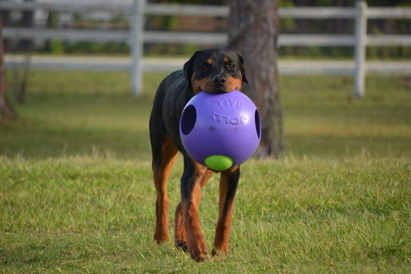 Jolly Pets Teaser Ball Dog Toy, Extra Large/10 Inches, Purple, X - Large/10 Inches (1510 PR) - Image 2